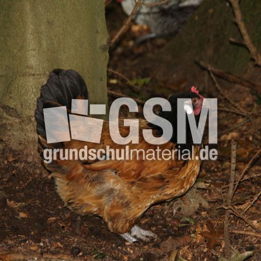 Huhn-207.jpg